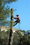 Рязане на опасни дървета / Арборист / Arborist, снимка 1