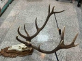Череп с Рога от Бл.Елен с дърворезба, снимка 2