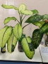  Дифенбахия !!! РАЗПРОДАЖБА (-40%)!!!, снимка 16