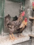 Продавам петли за клане за Петльовден или за разплод, снимка 5