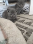 британски сини късокосмести котета , снимка 3