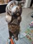 прекрасно бронзово куче , снимка 6