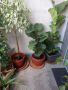 Фикус Лирата, две разкл, снимка 1 - Градински цветя и растения - 43975573