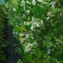 Ампелопсис Елеганс, Ampelopsis Elegans, студоустойчива Китайска лоза!!, снимка 13