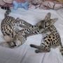 налични котенца савана,сервал и каракал, снимка 13