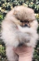 Померан момче, снимка 4