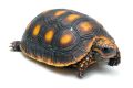 Червенокрака Костенурка Карбонария Голяма - Red-footed tortoise, Chelonoidis carbonarius, снимка 8