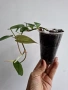 Филодендрон, philodendron scandens heartleaf , снимка 1