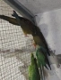 продавам папагали , снимка 2