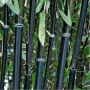 100 нови висококачествени семена Студоустойчив черен бамбук от САЩ за Декорация на дома и Градината , снимка 4