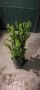 Чемшир , снимка 1 - Градински цветя и растения - 45701113