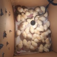 Продавам малки пилета от порода бял легхорн, снимка 4 - Кокошки и пуйки - 45734188