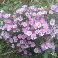 Астри  -звездел, снимка 1 - Градински цветя и растения - 45493965