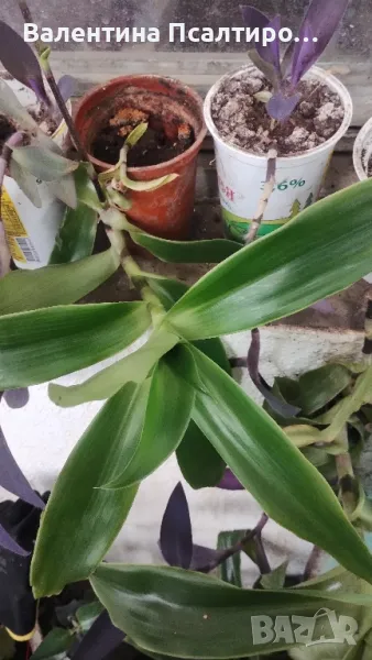 Ароматна кализия , снимка 1