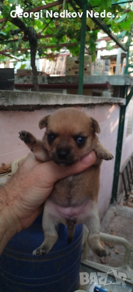 Продавам чихо мини пинчери, снимка 1