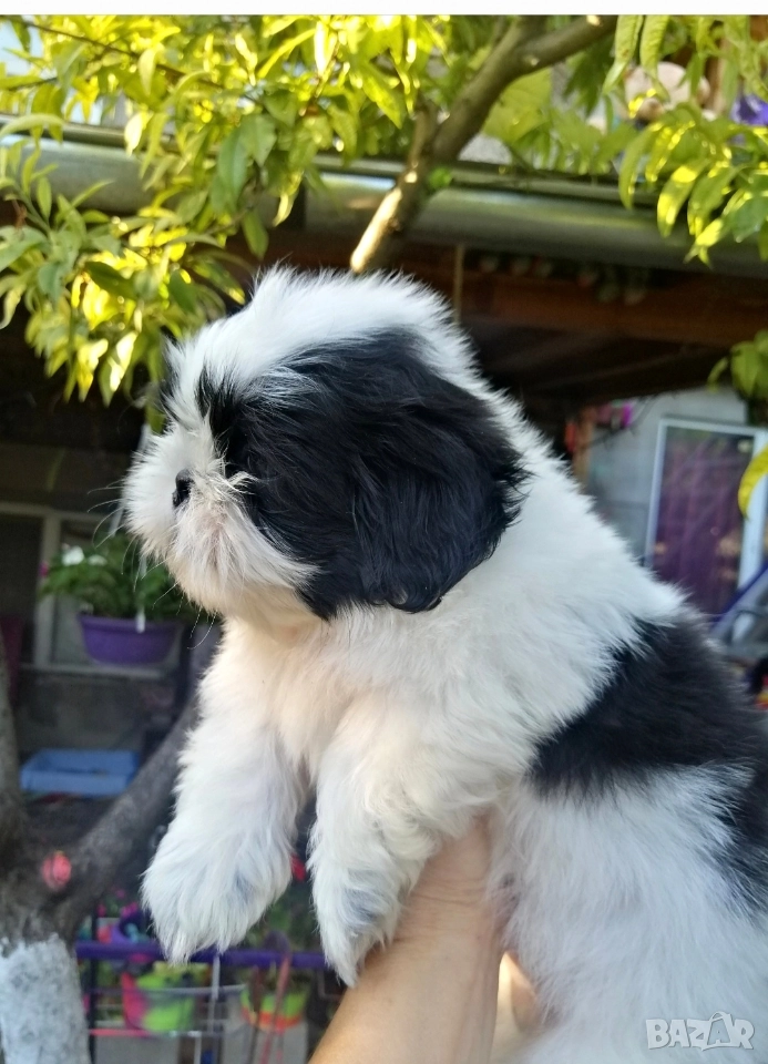 малки бебета Ши тцу , снимка 1