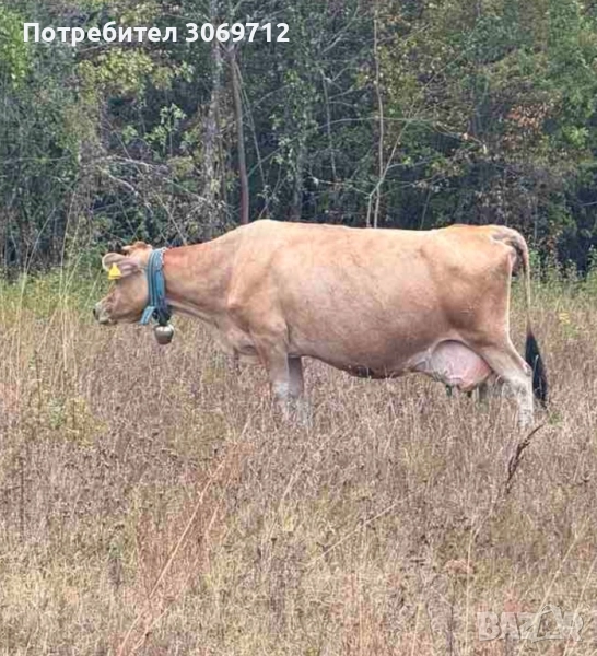 Продавам крава Джерсей, снимка 1