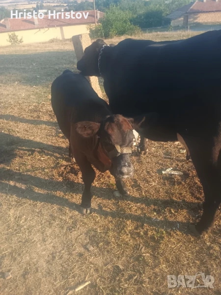 Крава с теле, снимка 1