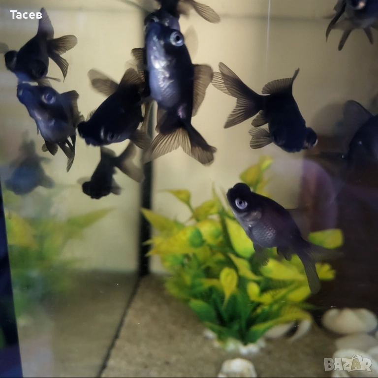 Черен телескоп 6см, снимка 1