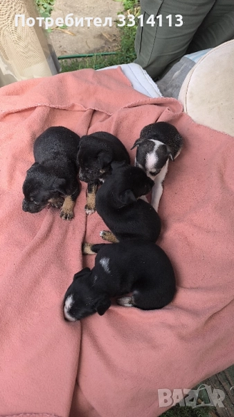 пинчери , снимка 1