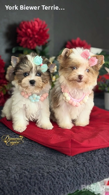 Йорки с сини очи!  Страхотни миниатюрно принцеси с родословие , снимка 1