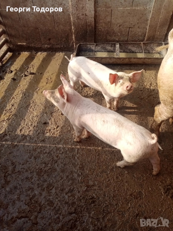  Малки прасенца Нова Загора , снимка 1