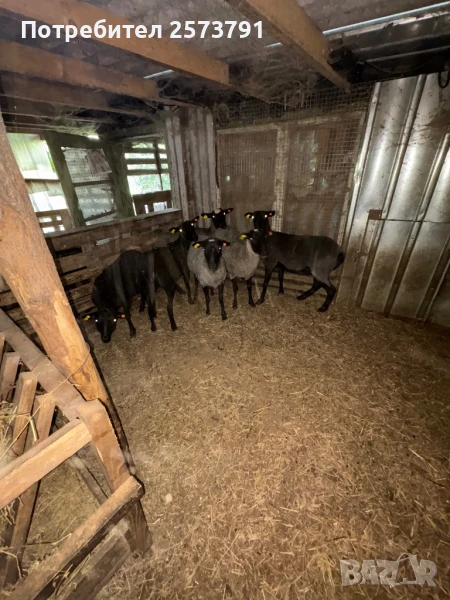 Романовски овце и агнета за клане и разплод., снимка 1