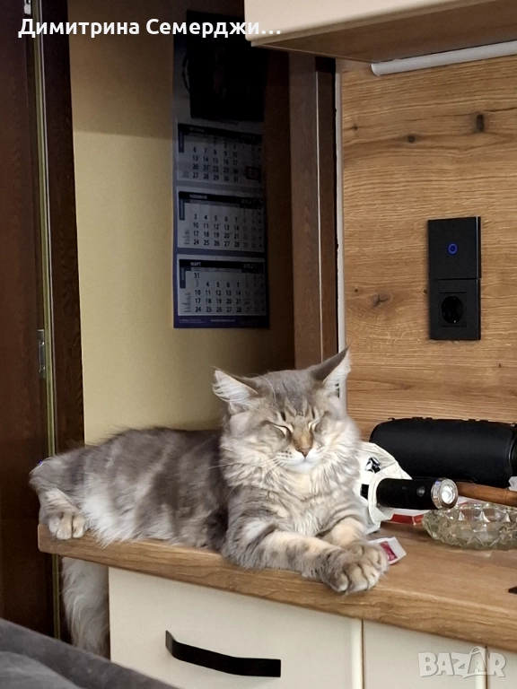 Мъжки мейн куун котенца , снимка 1