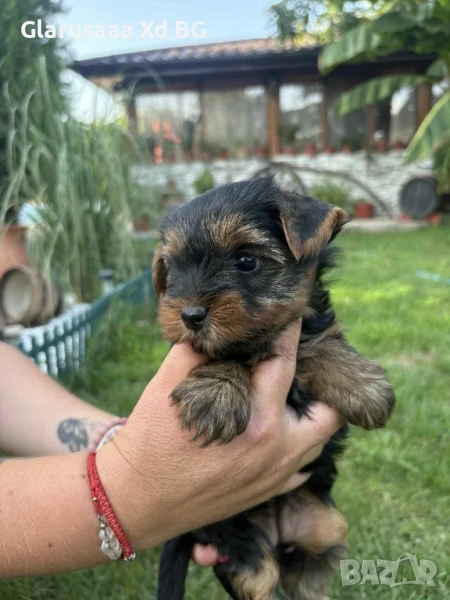 момче и момиче с ваксина и паспорт, снимка 1