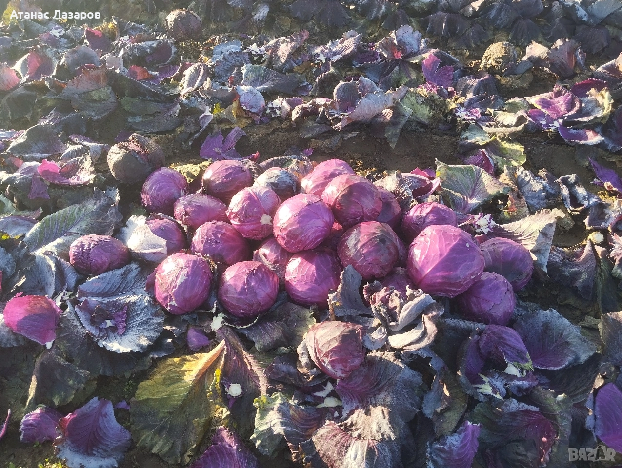 Продавам ЧЕРВЕНО ЗЕЛЕ на едро., снимка 1