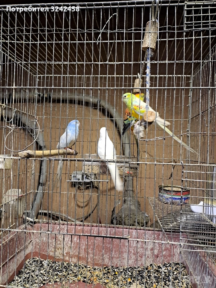 Продавам папагали, снимка 1