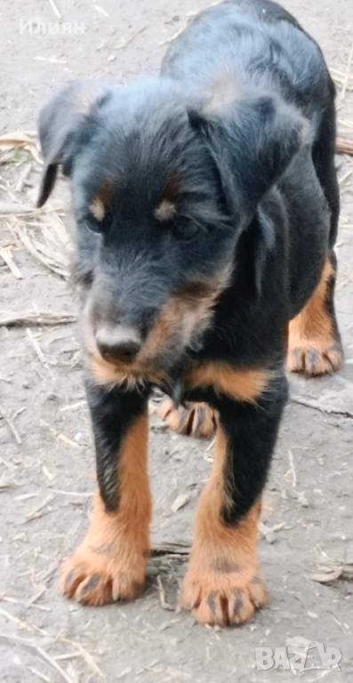 Малки ягдтериерчета на 3 месеца , обезпаразитени и с всички необходими ваксини ., снимка 1