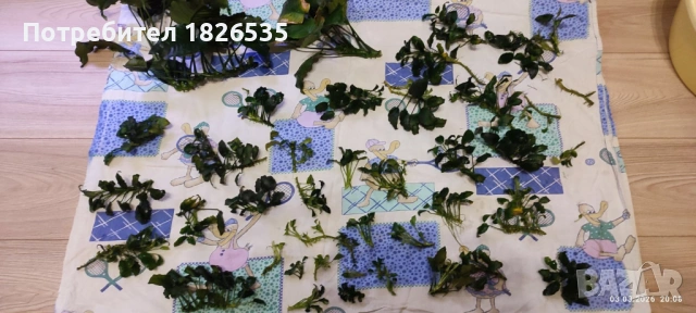 Продавам анубиаси