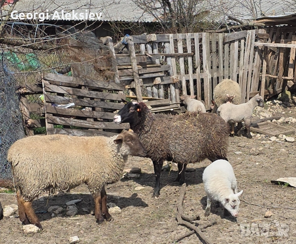 23 броя овце от месодайни породи , снимка 6 - Овце - 54155783