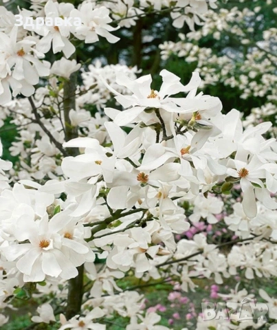 Магнолия Мерил Стелата