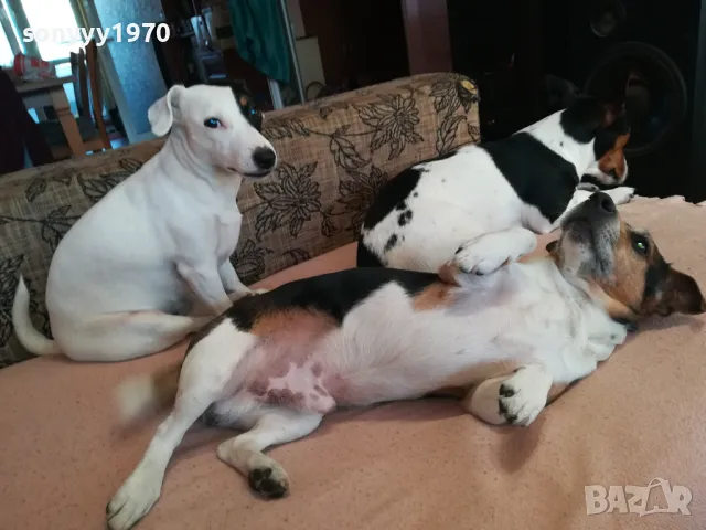 ТЪРСИМ ЖЕНСКА ЗА ДЖАК ЗА РАЗПЛОД 2603250737, снимка 2 - Джак ръсел териер - 49641336