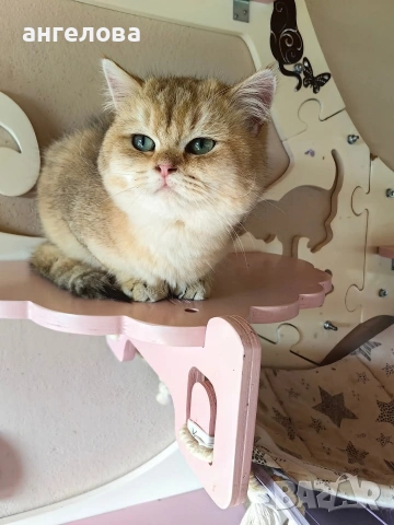 Златна чинчила , снимка 5 - Британска късокосместа - 53756622