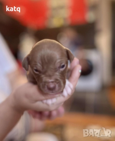 Питбулчета за продажба! 🐾 , снимка 9 - Питбул - 52518976