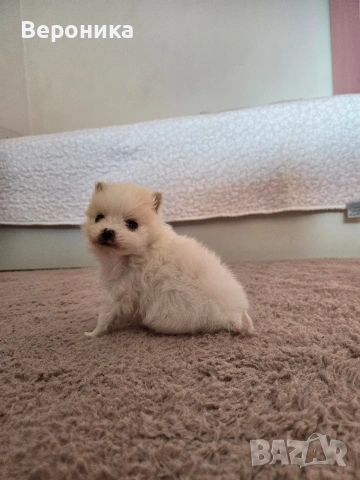 померан момче, снимка 10 - Померан - 53168356