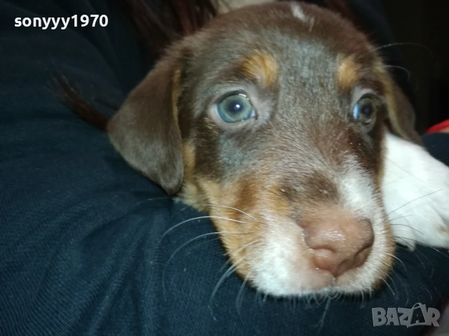 ДЖАК РЪСЕЛ ТЕРИЕР-ДЖАКЧЕ-МЪЖКО КУТРЕ 2509252122, снимка 8 - Джак ръсел териер - 51840023