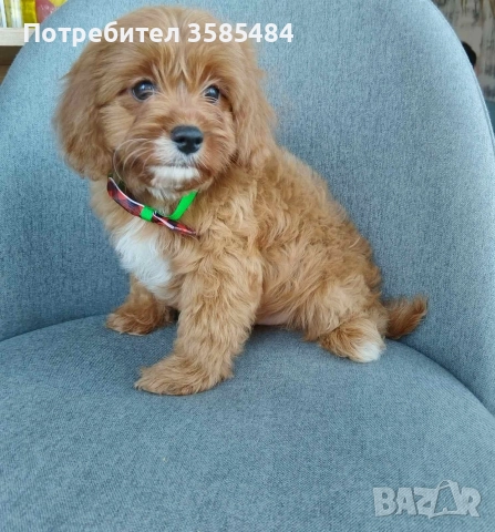 Cavapoo/Mini poodle , снимка 5 - Пудели - 52822958