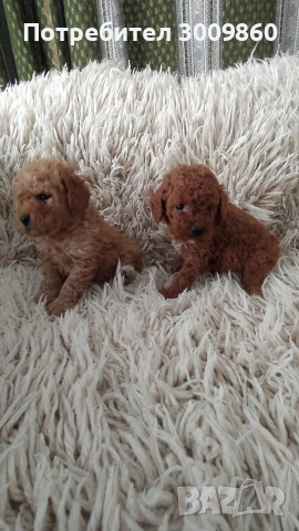 Той пудел , снимка 5 - Пудели - 53968629