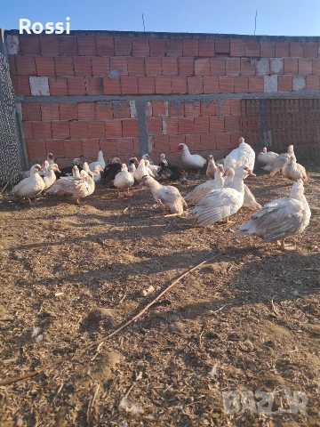 Неми патици за разплод, снимка 3 - Патици и гъски - 53837625