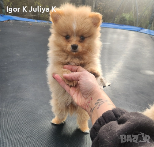 Уникални миниатюрни пухкави померани мини шпицове, снимка 10 - Померан - 49178159