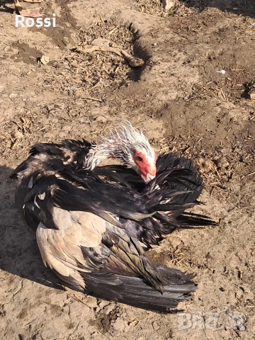 Неми патици, снимка 7 - Патици и гъски - 53837625