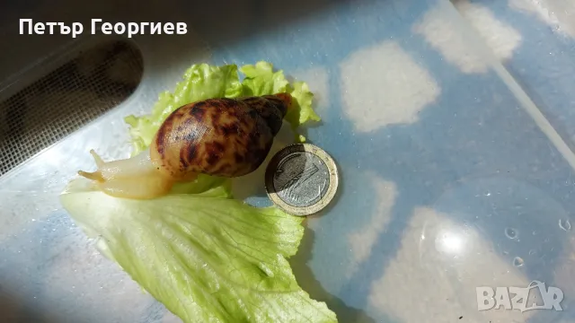 Гигантски африкански охлюви Achatina , снимка 3 - Други - 47340517