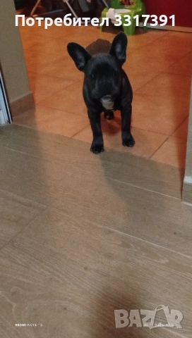 френски булдог момче и момиче, снимка 4 - Френски булдог - 52182909