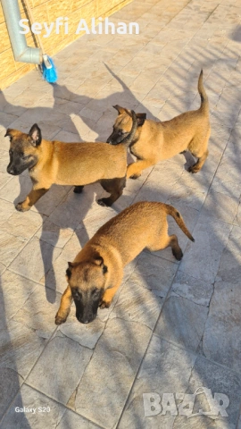 Малиноа, снимка 6 - Белгийска овчарка - 53192707