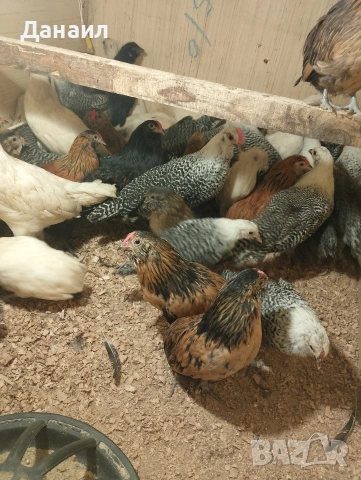 Грюбе, снимка 14 - други­ - 53823897