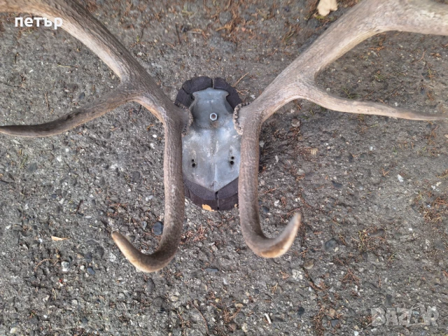 Рога от елен, снимка 2 - Декорация за дома - 51394390